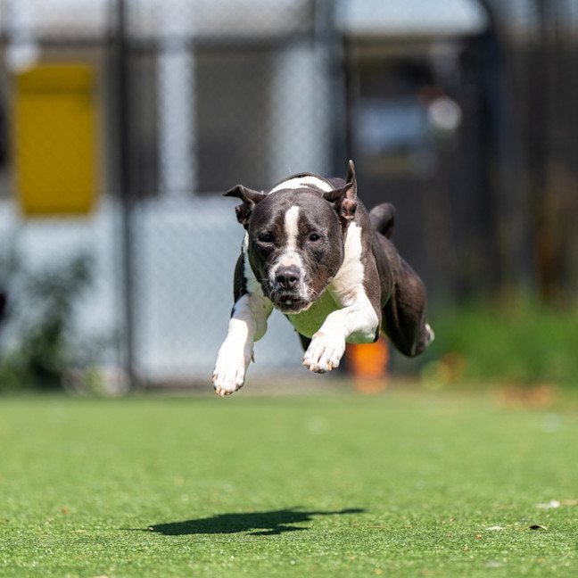 Photo of Cookie Imp 1421