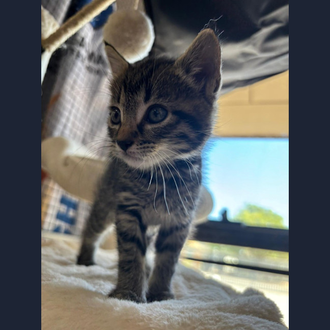 Photo of Ziggy