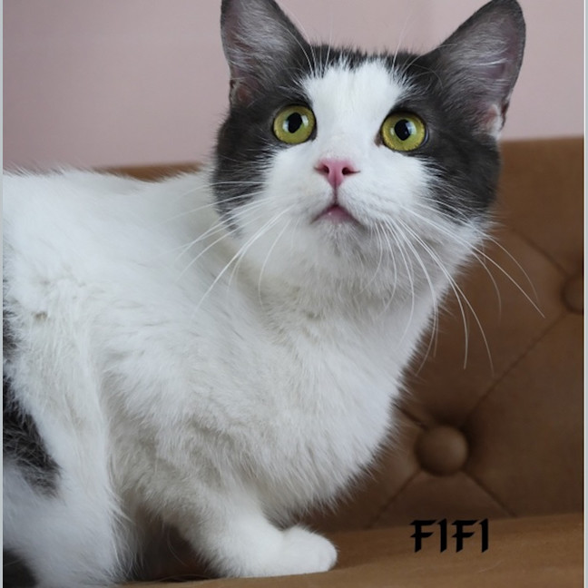 Photo of Fifi