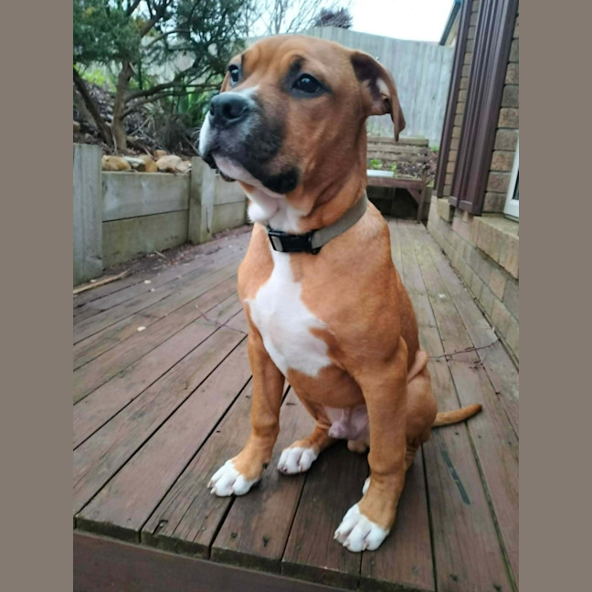 Photo of Socks