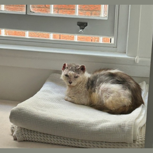 Photo of Archie