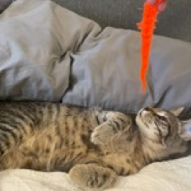 Photo of Rocky