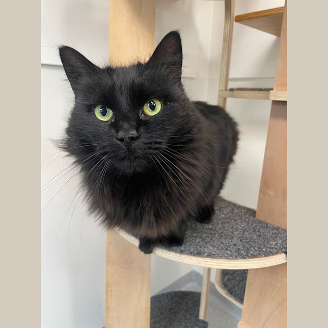 Photo of Bella( Bonded To Cleo)