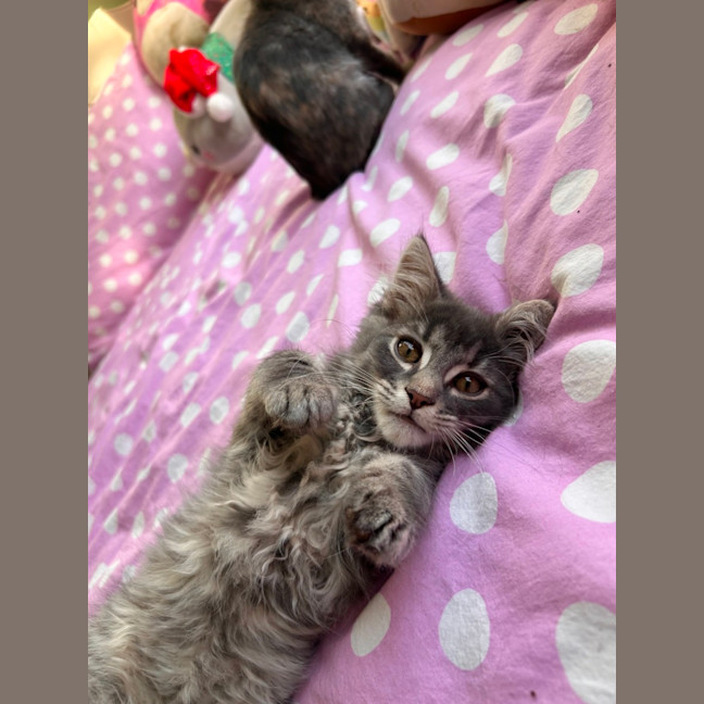 Photo of Bear & Buttercup