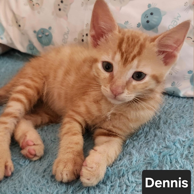 Photo of Dennis