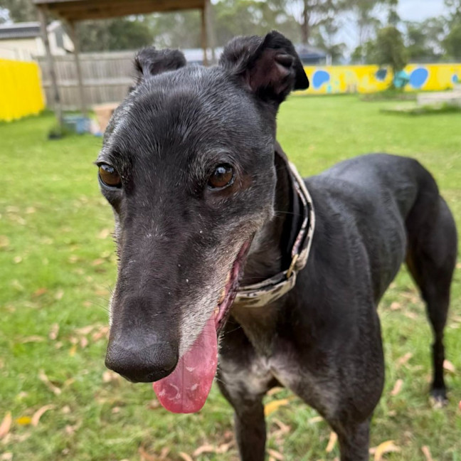 Photo of Chips The Greyhound