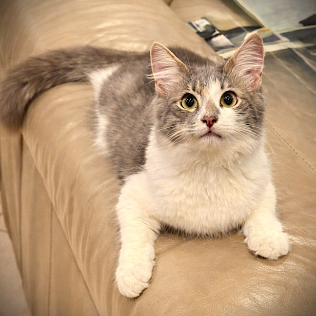 Photo of Inca