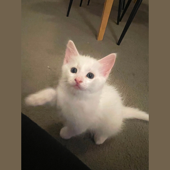 Photo of Sora