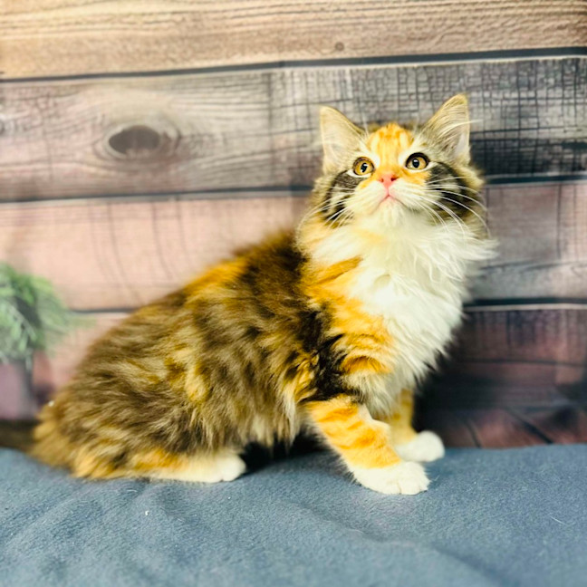 Photo of Ariel   Located In Wallan