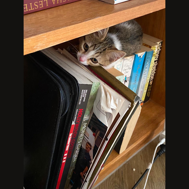 Photo of Belle   Meet Me At Petstock Chelsea