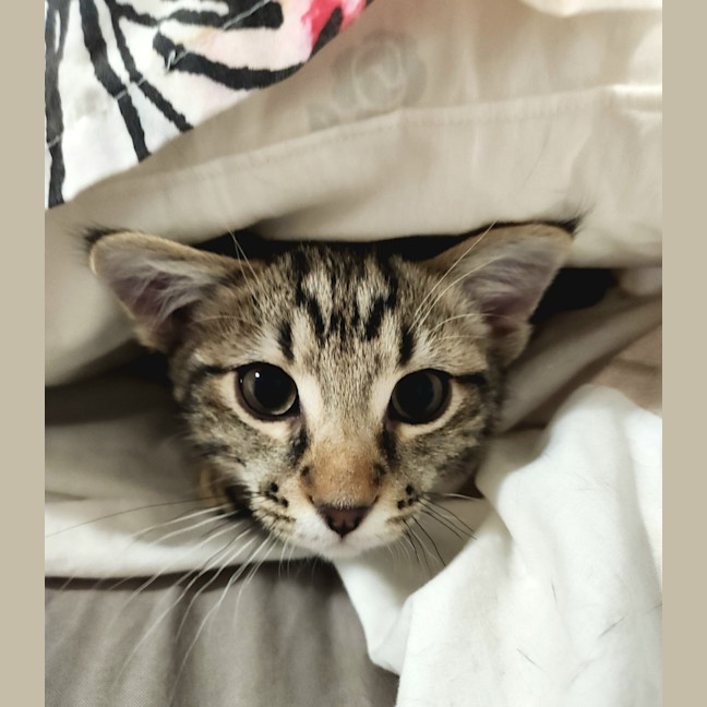 Photo of Mister Mason Munchy 