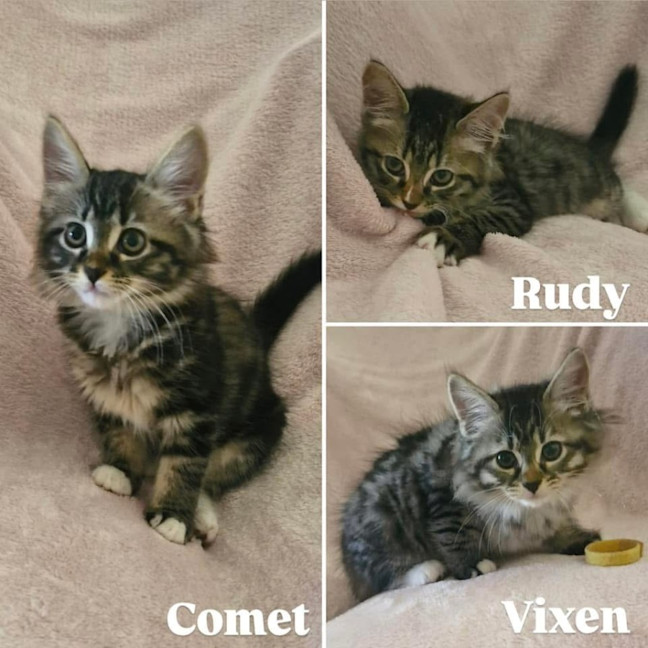 Photo of 11735/6   Rudy & Vixen 