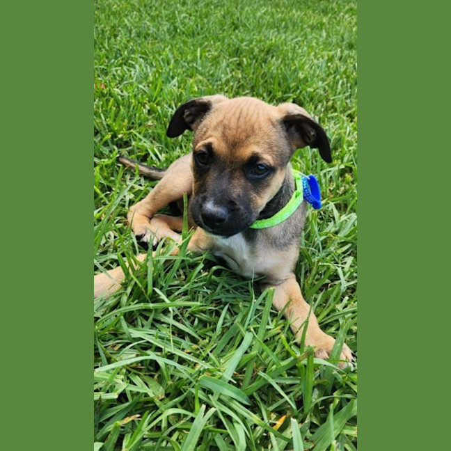 Photo of Athena   10 Week Old Kelpie X