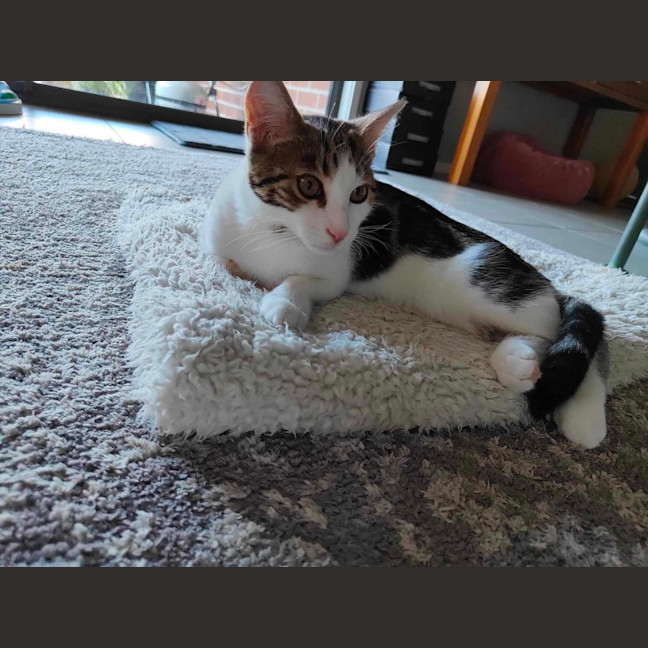 Photo of Amber