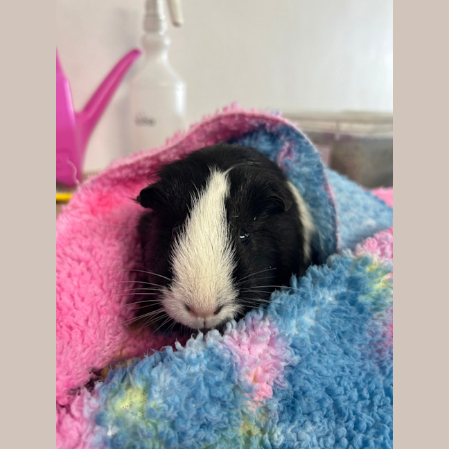 Photo of Poppy