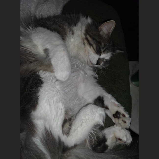 Photo of Master Earl Grey Meowington