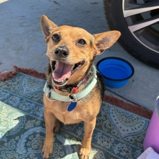 Photo of Koda