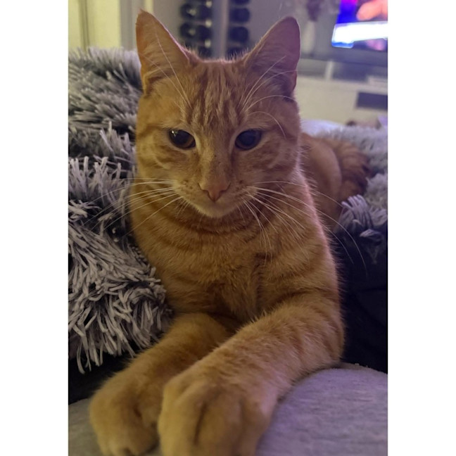 Photo of 12630   Rory