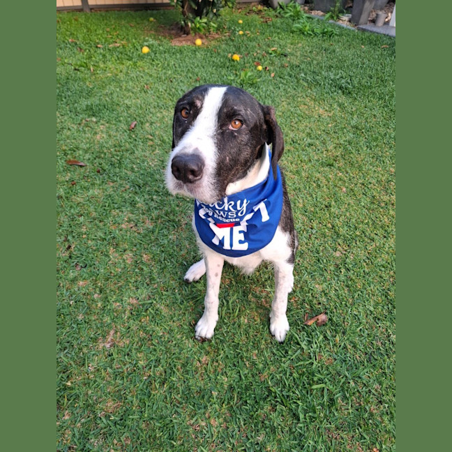 Photo of Murphy *$350 Adoption Fee*