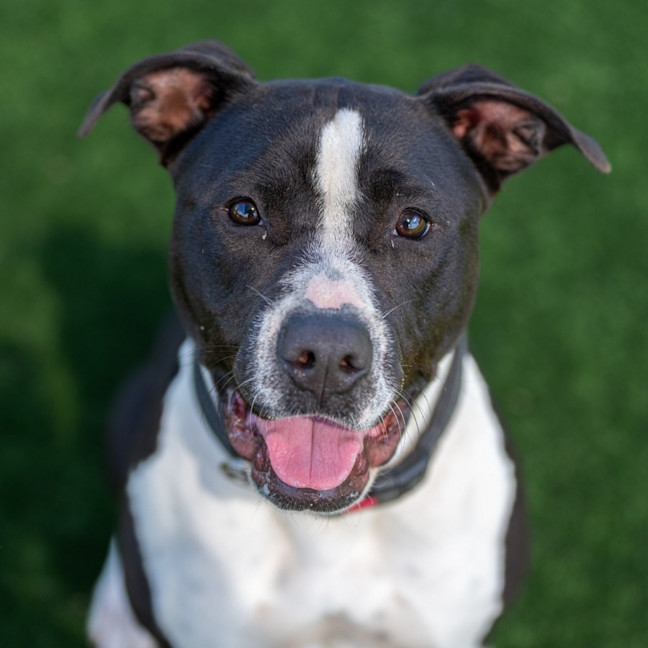 Photo of Cookie Imp 1421