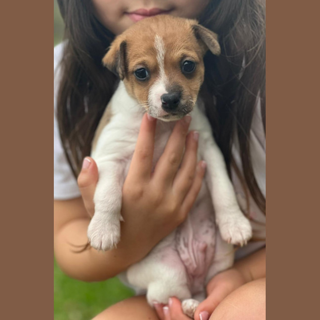 Photo of Waffles