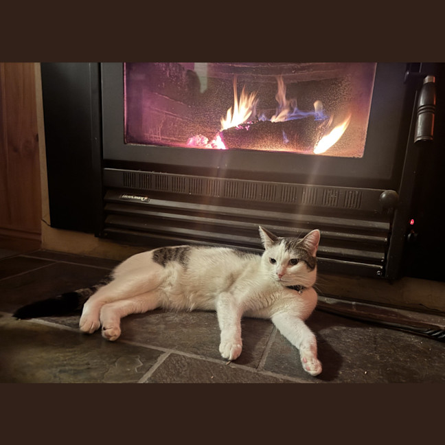 Photo of Junipurr