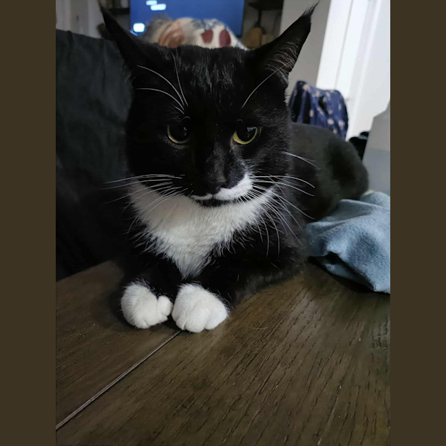 Photo of Mr Moustache