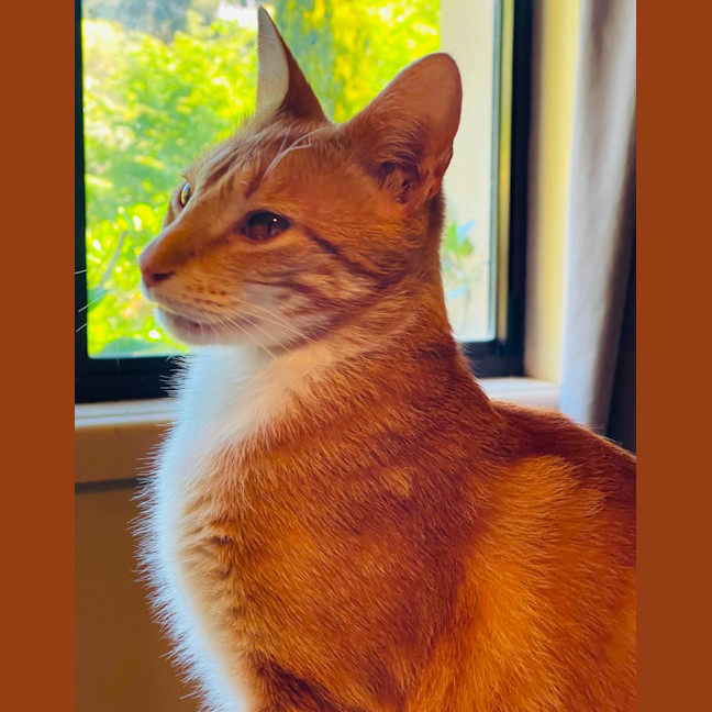 Photo of Caracalla