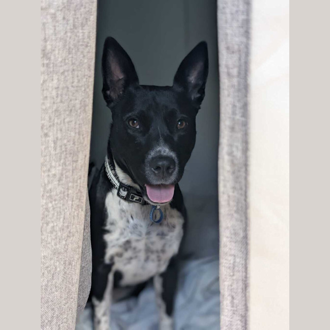 Photo of Oreo