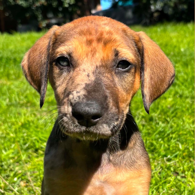 Photo of Kasha