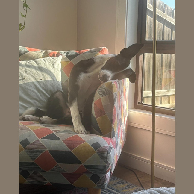 Photo of Comet