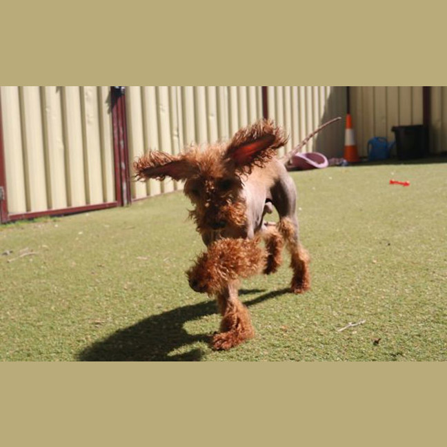 Photo of Monkey