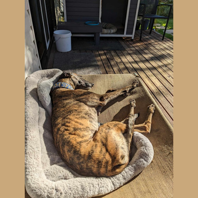 Photo of Jules, The Greyhound