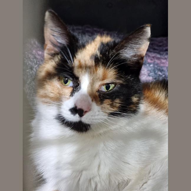 Photo of Latte