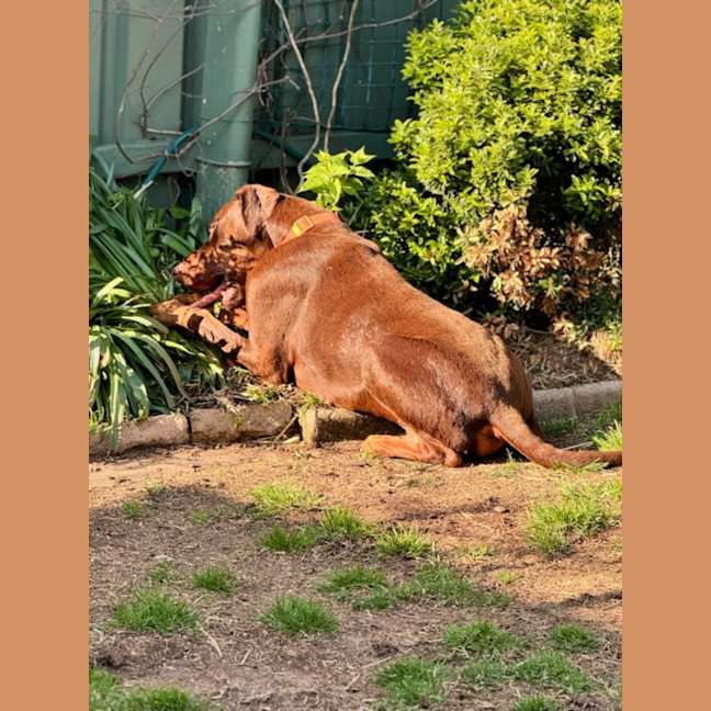 Photo of Rusty ** A Good Boy **