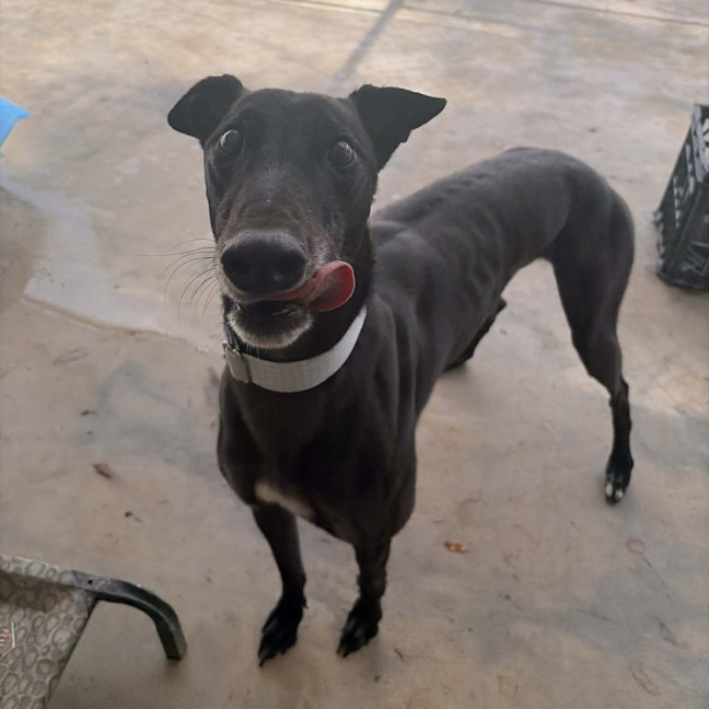 Photo of Mushu The Greyhound