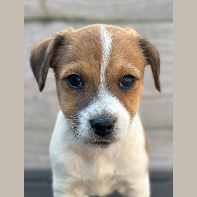 Photo of Lysander