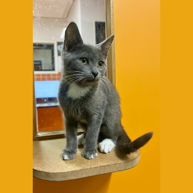 Photo of Muffin