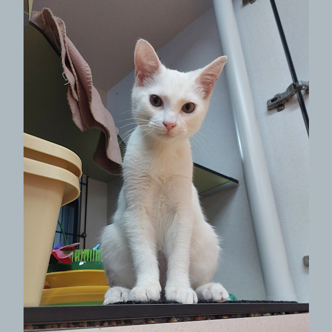 Photo of Gideon