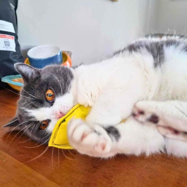 Photo of 🏹Sir Perci🏹