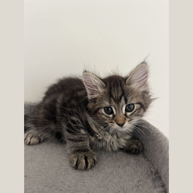 Photo of Willow   Available 18/1