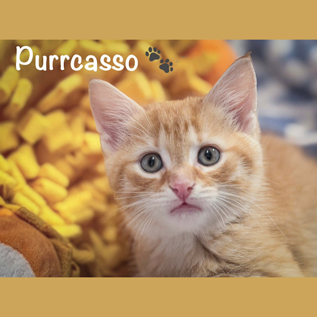 Photo of Purrcasso