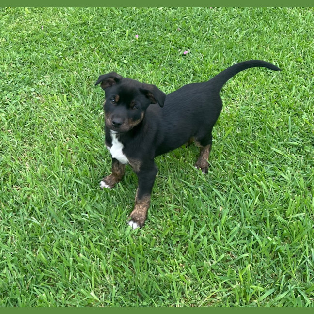 Photo of Frankie