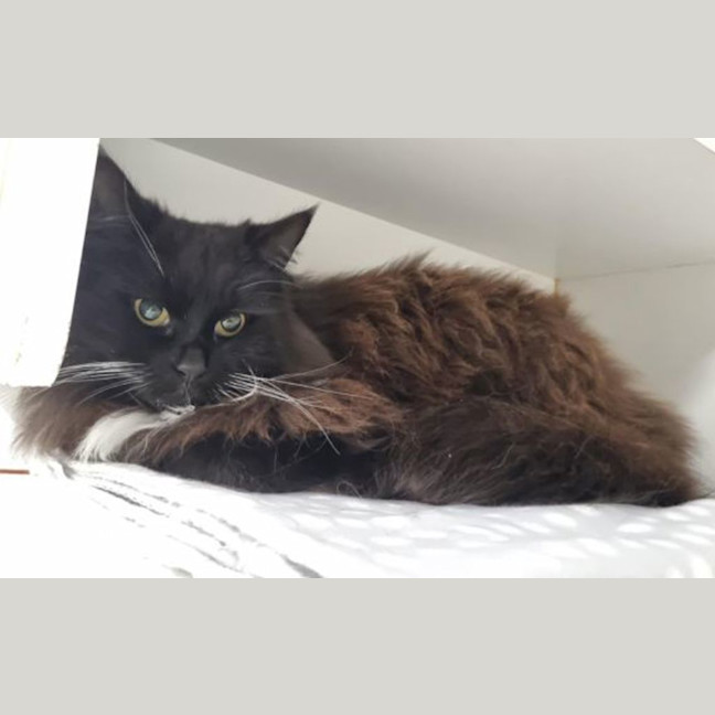 Photo of Jinx