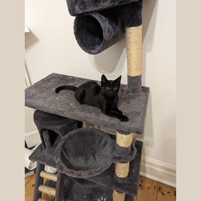 Photo of Midnight