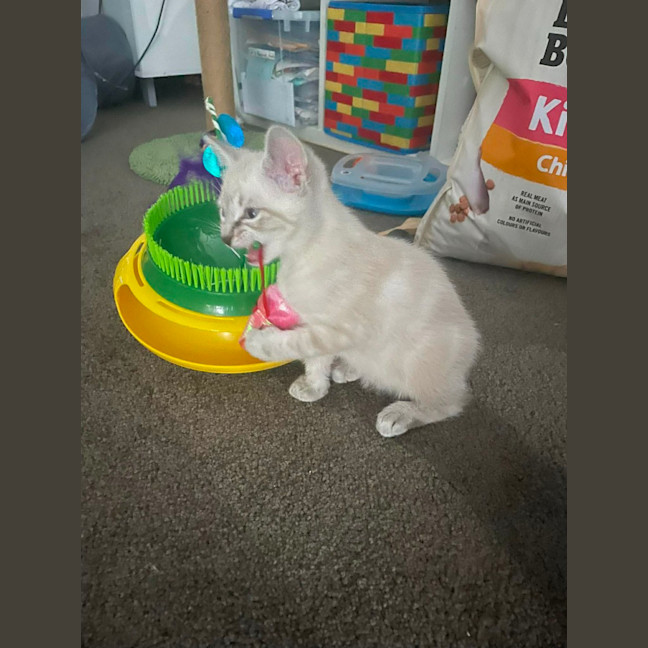 Photo of Luna