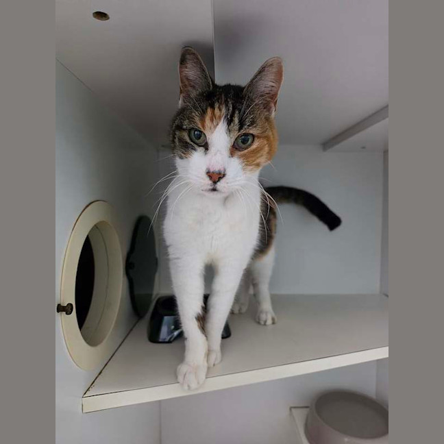 Photo of Pixel