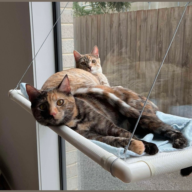 Photo of Willow & Dream 