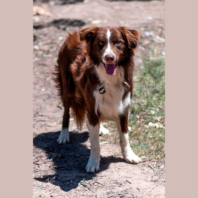 Photo of Tinga