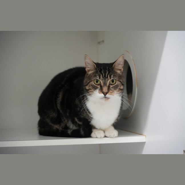 Photo of Jetson